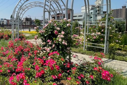宮前公園のバラ園の様子