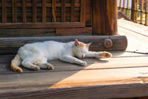 山﨑さんが「みーすけ」と呼んでいた猫